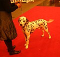 Dalmatian, brown-spotted