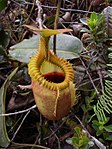 Nepenthes villosa.