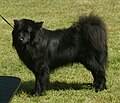 Swedish Lapphund