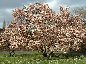 Flowering tree of Magnolia in Bochum, Germany