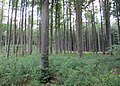 Čeština: Přírodní rezervace Getsemanka I. a II., nedaleko Rožmitálu pod Třemšínem v okrese Příbram (ČR) English: Nature reserve Getsemanka I. and II., near Rožmitál pod Třemšínem in Příbram District (Czech Republic)