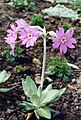 Primula halleri