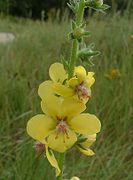 Verbascum blattaria