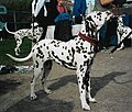 Dalmatian, brown-spotted