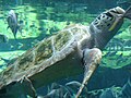 Loggerhead Sea Turtle