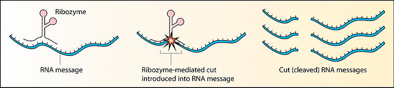 August 20: Schematic showing how ribozymes bind and cleave mRNA to prevent it from functioning.