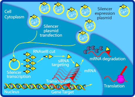 Small interfering RNA