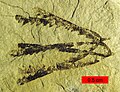 Pendeograptus fruticosus from the Bendigonian Australian Stage (Lower Ordovician; 477-474 mya) near Bendigo, Victoria, Australia. Two overlapping, three-stiped rhabdosomes.