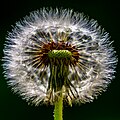 Pusteblume im Gegenlicht, mit Lightroom 4 verfremdet