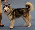 Alaskan Malamute, grey & white