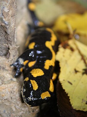 Yellof spots hiding in yellow leaves