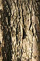 Bark (old tree)