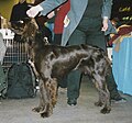 German Longhaired Pointer, liver