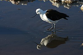 Avoceta andina/Andean Avocet.