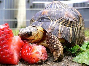 Turtle lunch