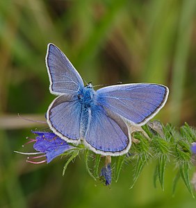 ♂ Polyommatus icarus (Common Blue)