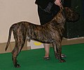 Presa Canario, brown brindle