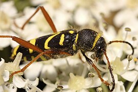 December 15: Clytus arietes