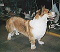 Welsh Corgi, Cardigan, red sable & white