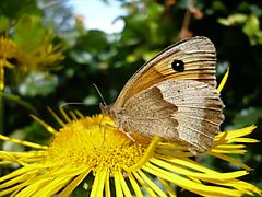 Maniola jurtina female