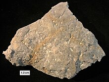 Peronopora080512.JPG