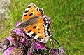 Čeština: Babočka kopřivová (Aglais urticae) cestou k vrcholu Poledníku, který je součástí národního parku Šumava, nedaleko obce Prášily v okrese Klatovy English: Aglais urticae near peak Poledník, national park Šumava, near Prášily in Klatovy District