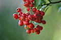 Deutsch: rote Beeren English: red berries