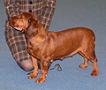 Alpine Dachsbracke, deer red