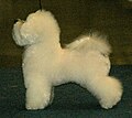 Bichon Frisé