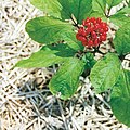 Ginseng foliage and fruits