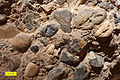 Sandy conglomerate in the Hazeva Formation (Miocene) of southern Israel.