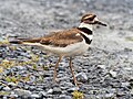 Image 27Killdeer at the South Cape May Meadows