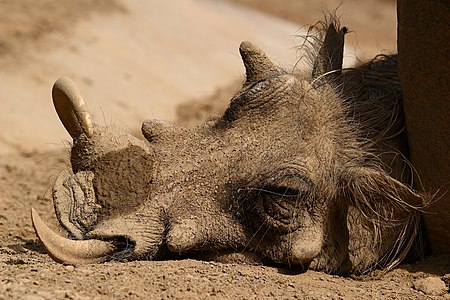 Phacochoerus africanus (Common Warthog)