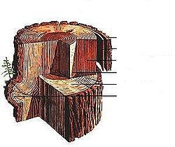 sectional view of a Sequoia sempervirens