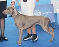 Weimaraner, Short-haired