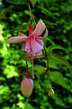 * Nomination Fuchsia 'Laurie'. Famberhorst 04:42, 30 September 2014 (UTC) * Promotion Good quality. --Cccefalon 06:50, 30 September 2014 (UTC)