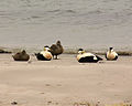 Males and females; Helgoland, Germany