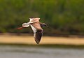 Common redshank in flight