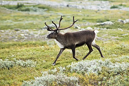 Rangifer tarandus (Reindeer)