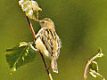 Italiano: Beccamoschino Cisticola juncidis