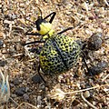 Cysteodemus armatus near Amboy Crater, Mojave Desert, California.