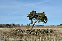 Kataveski juniper Author: Ivar Leidus