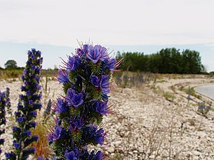 Viper's Bugloss Echium vulgare. Picture has been named "Ussikeel" (Estonian translation for Viper's Bugloss) as the reason this image is taken in Estonia, in a little island called Osmussaar.