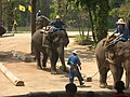 * Nomination Elephants at Thai Elephant Conservation Center, Lampang, Thailand, dragging logs --Rlevse 23:43, 2 April 2008 (UTC) * Decline Interesting scene. However the right side and the heads on the bottom are a lack in composition. --Ikiwaner 21:56, 7 April 2008 (UTC)