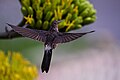 * Nomination Giant hummingbird at Auquisamaña Grove, La Paz - Bolivia -- Joseloop 16:51, 19 September 2024 (UTC) * Promotion  Support Good quality. --Lvova 20:41, 20 September 2024 (UTC)  Support Nice --FBilula 17:30, 21 September 2024 (UTC)