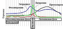 Estradiol.Cycle.Ru.JPG