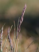 Festuca brevipila