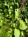 Stachys sylvatica