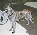 Dutch Shepherd, Short-haired, golden brindle