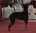 English Toy Terrier